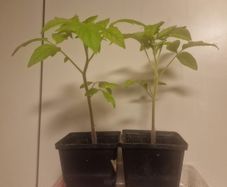 tomato plant