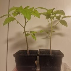 tomato plant