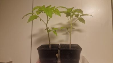 tomato plant