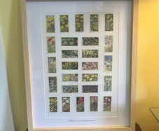 Wildflowers of GB & Ireland Tea Cards