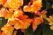 Trailing Basket Plants, Begonia