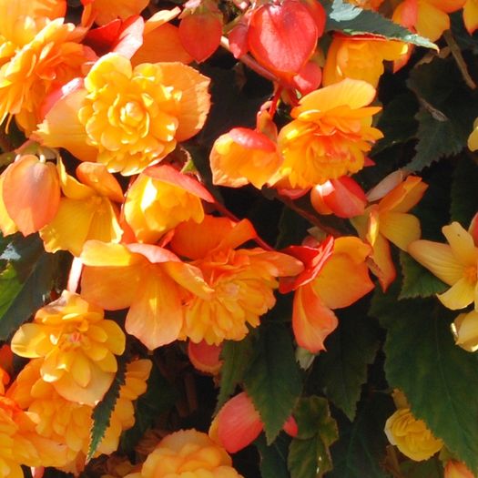 Trailing Begonia, Basket Plants