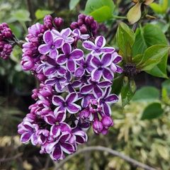 Lilac Bush 5 ft 35 euro, 2 for 60 euro