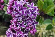Lilac Bush 5 ft 35 euro, 2 for 60 euro