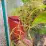 Carnivorous plant terrarium Image 5