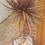 Palm Tree Image 2