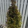 3 White Cedar Trees (No Pots) Image 3