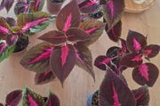 Coleus House Plants