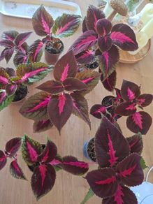 Coleus House Plants