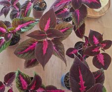 Coleus House Plants