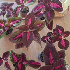 Coleus House Plants