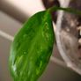 Philodendron Mottled Dragon Image 4