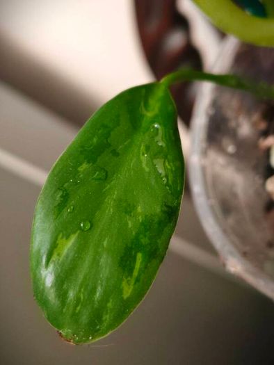 Philodendron Mottled Dragon