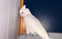 Ducorps cockatoo