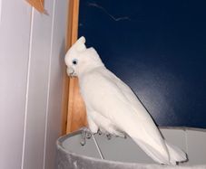 Ducorps cockatoo