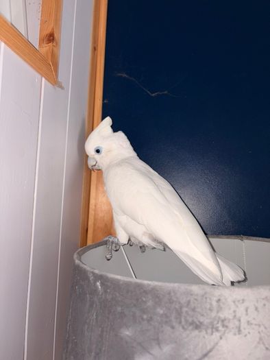 Ducorps cockatoo