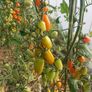 Cherry Tomatoe Seeds Image 3