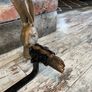 vintage knife Image 3