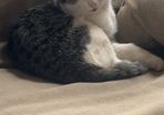 kitten