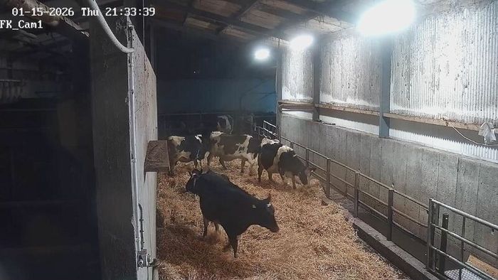 Dairy  heifers  calved Pedigree  registered