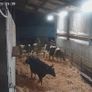 Dairy  heifers  calved Pedigree  registered Image 3