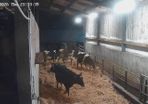 Dairy  heifers  calved Pedigree  registered