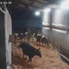 Dairy  heifers  calved Pedigree  registered