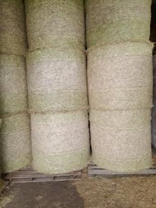 Hay