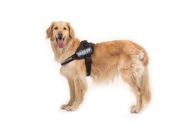 JULIUS K9 IDC Power Harness Black
