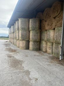 Hay