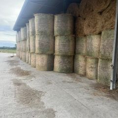Hay