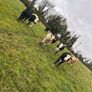 11 Super Heifer Calves Image 7