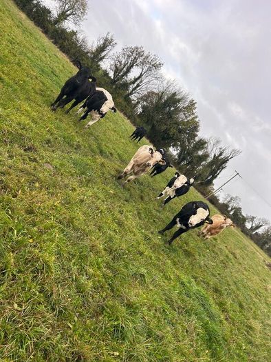 11 Super Heifer Calves