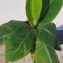 Banana Palm Image 2