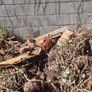 Fire Wood logs Image 4