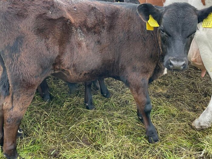 10 smashing AA bull weanlings