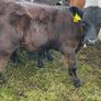 10 smashing AA bull weanlings Image 7