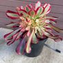 aeonium lina (rare succulent) Image 4