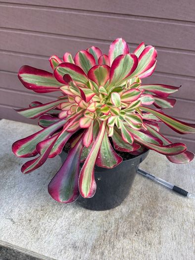 aeonium lina (rare succulent)