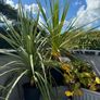 Cordyline palm tree Image 2
