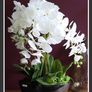 Extra Large Beautifull Flower like real 60 cm tall Image 5