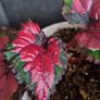 Begonia Rex Image 2