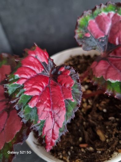 Begonia Rex