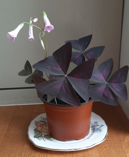5 Oxalis Triangularis 'Purple Shamrock' bulbs