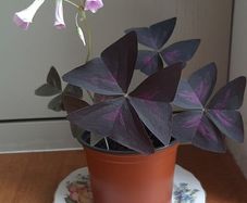 5 Oxalis Triangularis 'Purple Shamrock' bulbs