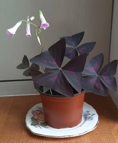 5 Oxalis Triangularis 'Purple Shamrock' bulbs