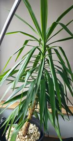 Giant yukka plant 6ft