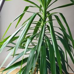 Giant yukka plant 6ft