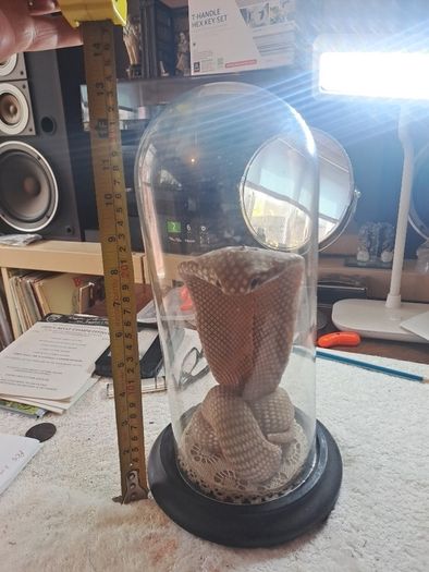 Wax Cobra in antique glass dome.