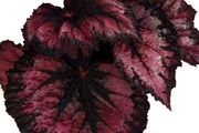 Begonia